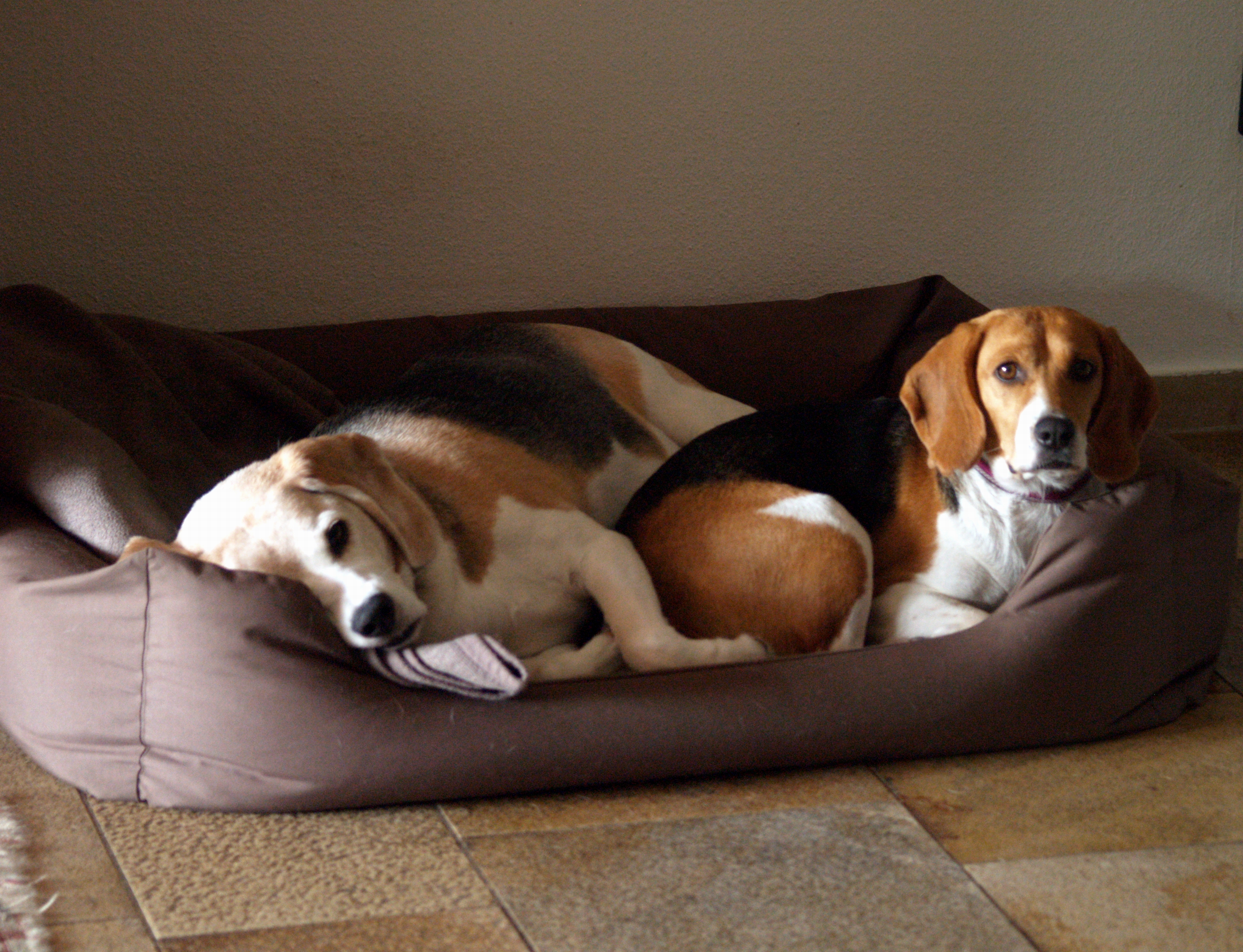 07 Linda & Balu 16.08  zuhause